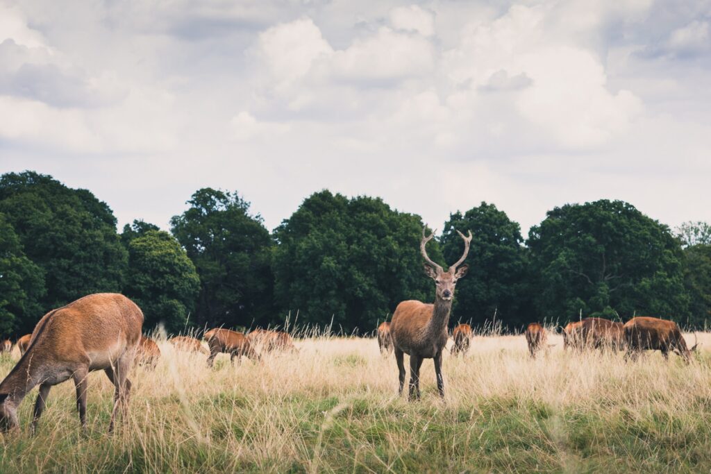 i cervi di richmond park