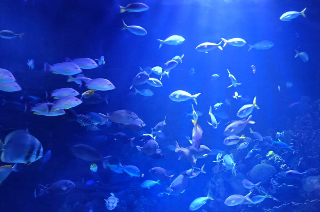 valencia oceanografico valencia museo oceanografico biglietti pinguini
