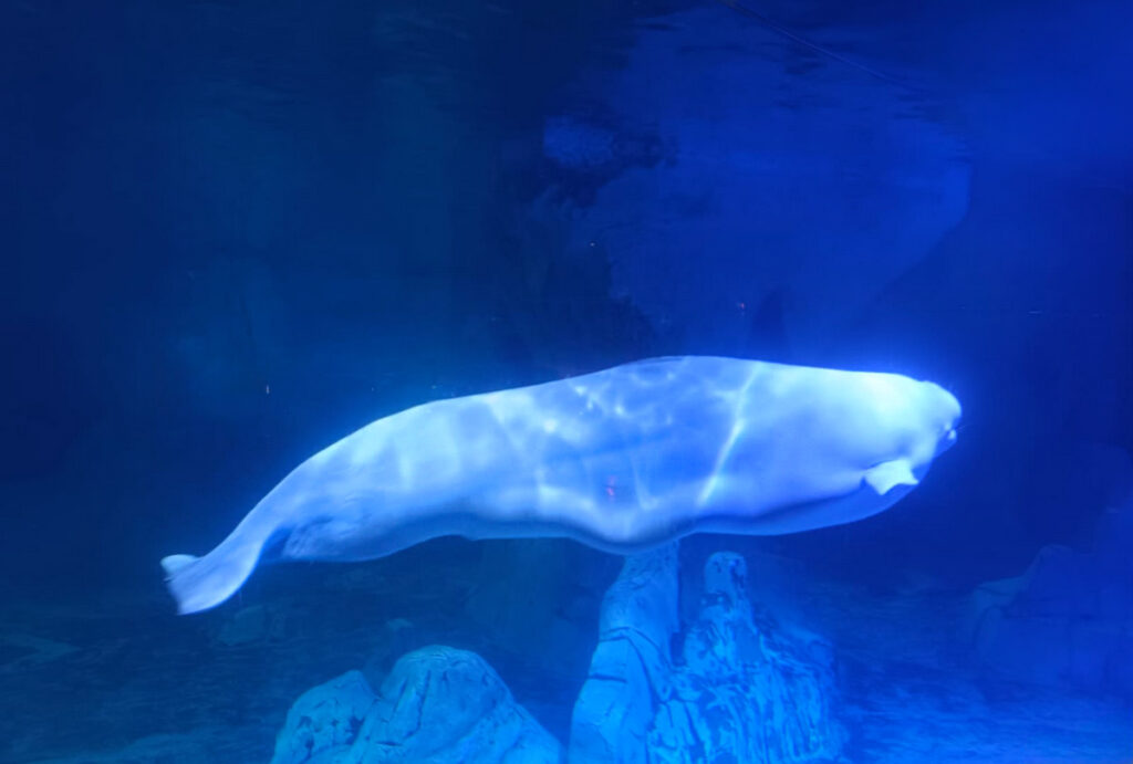 valencia oceanografico valencia museo oceanografico biglietti pinguini