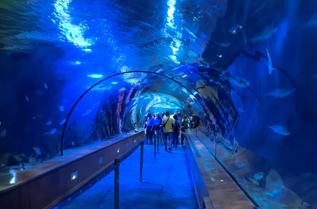 valencia oceanografico valencia museo oceanografico biglietti pinguini