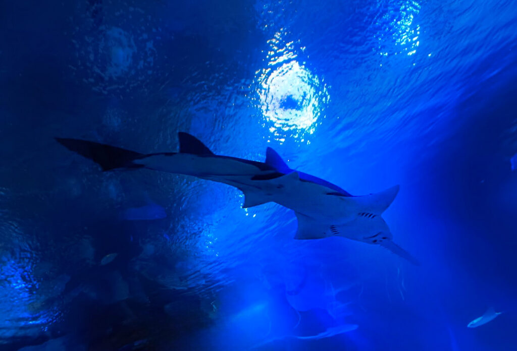 valencia oceanografico valencia museo oceanografico biglietti pinguini