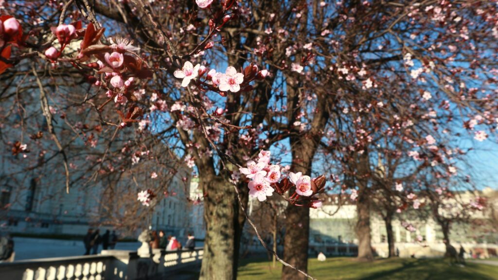 Vienna meteo, temperature e come vestirsi in primavera marzo aprile maggio